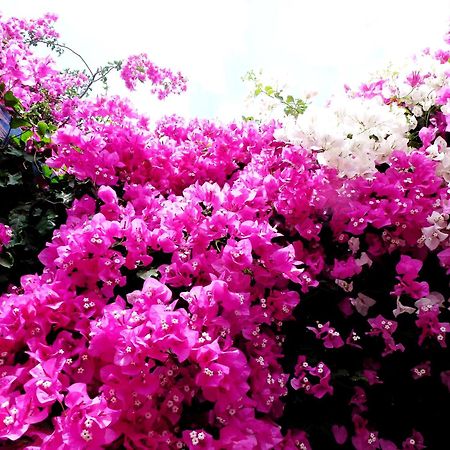Bougainvillea Suites Kamári Eksteriør bilde