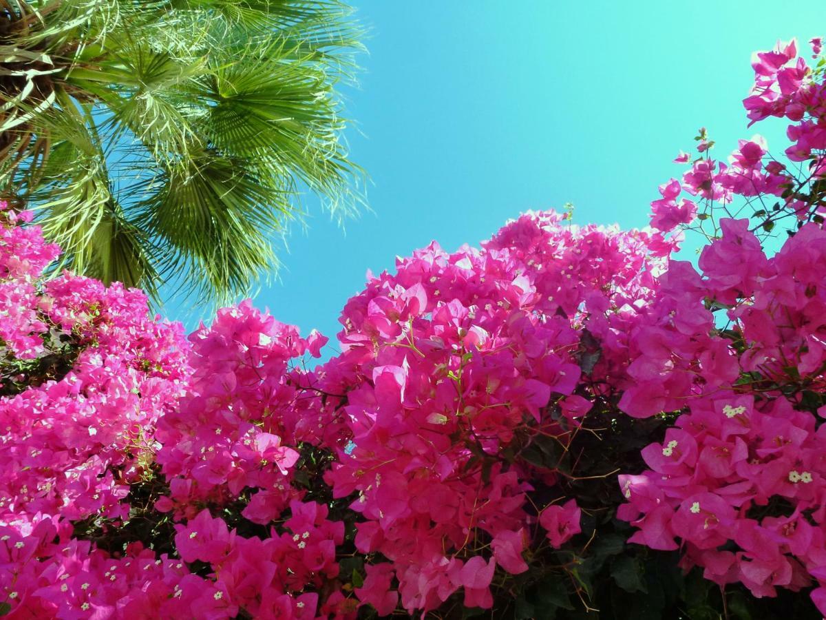Bougainvillea Suites Kamári Eksteriør bilde
