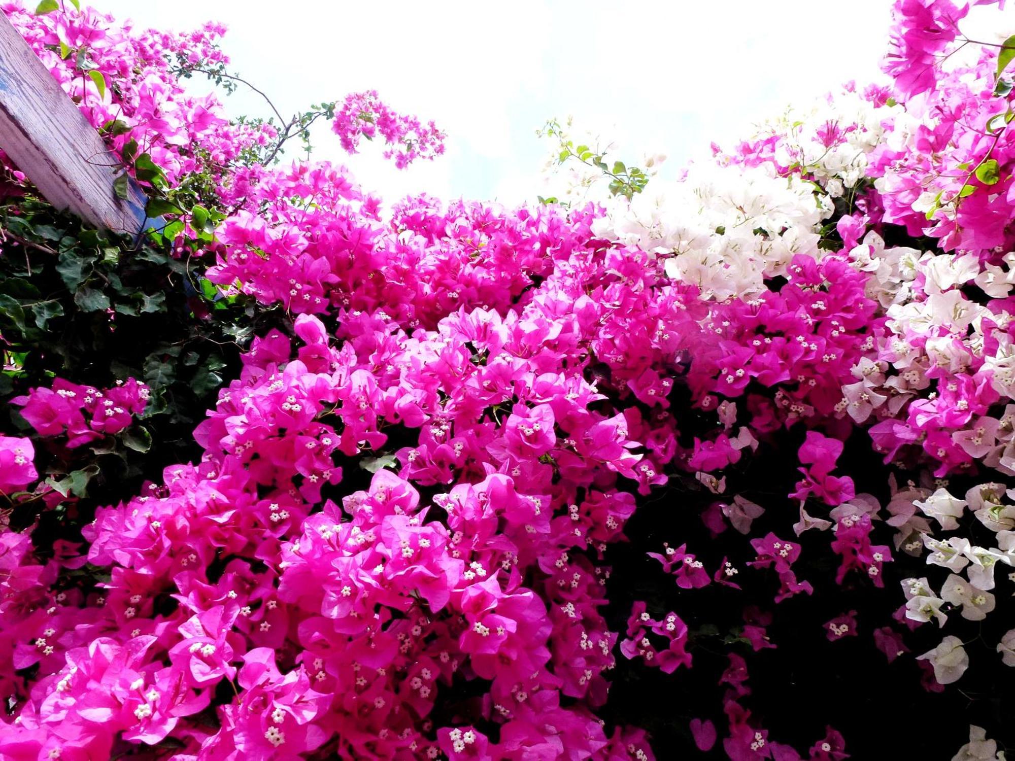 Bougainvillea Suites Kamári Eksteriør bilde
