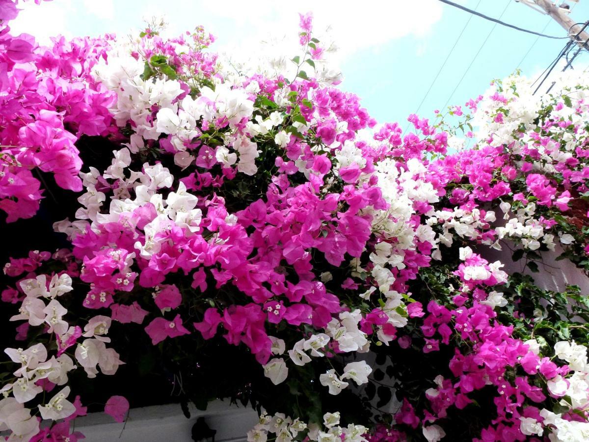 Bougainvillea Suites Kamári Eksteriør bilde